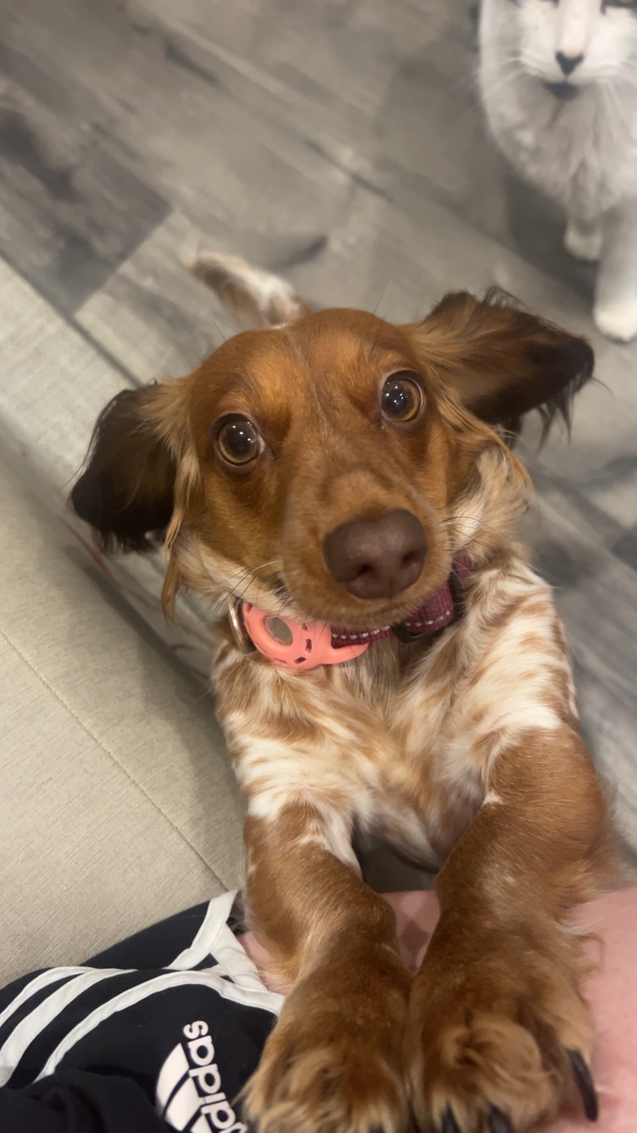 Daisy photo 2