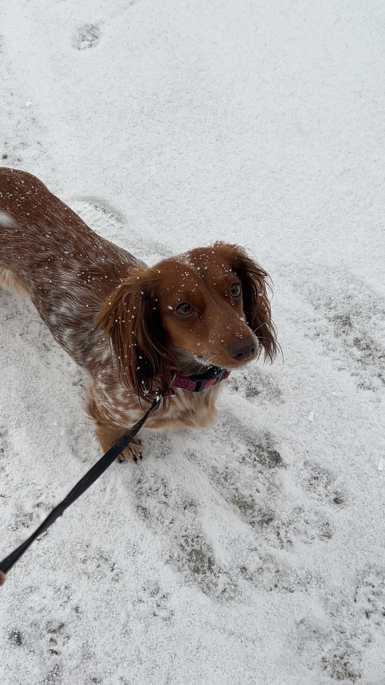 Daisy — Dam